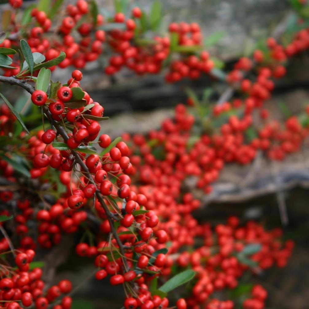 Cabanas Pyracantha 埃斯克尔 外观 照片